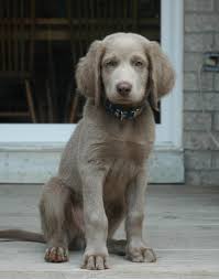 Colray Reg D Weimaraners The Longhaired Weimaraner Weimaraner Puppies Weimaraner Dogs Cute Dogs