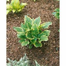 Maybe you would like to learn more about one of these? Hosta Plantaginea So Sweet Pflanzen Fur Dich De 6 80