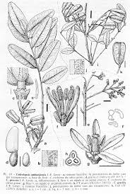 Image result for Ptaeroxylaceae