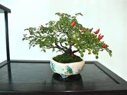 Large Indoor Bonchi Chilli Bonsai Youtube