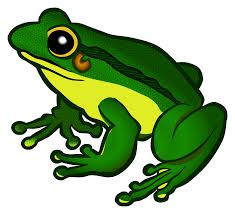 download frog transparent background hq png image freepngimg download frog transparent background hq
