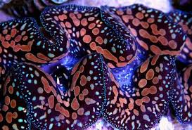 Image result for Tricalysia niamniamensis