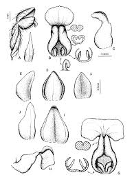 Image result for Zeuxine elongata