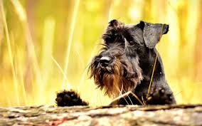 Miniature schnauzers can be black, white, salt and pepper. The Miniature Schnauzer Dog Breed A Complete Guide