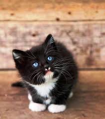 Black And White Cat With Blue Eyes Black Kittens With Blue Eyes And White Paws Cute Animals Kittens Kittens Cutest