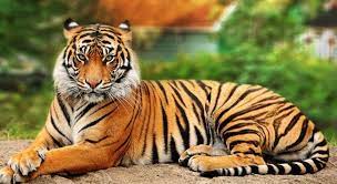 Bengal Tiger Gazzing Jpg 642 351 Pixels Tiger Pictures Bengal Tiger Tiger Facts