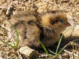 California Quail Care Breeding Part 1 That Bird Blog Animal Groups Quail Bird
