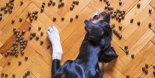 We did not find results for: 5 Best Interactive Treat Dispensing Dog Toys Of 2021 We Are Dog People