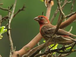 Small grey bird with red head. House Finch Identification All About Birds Cornell Lab Of Ornithology