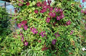 Da die auswahl potentieller pflanzenarten sehr groß ist, nähert man sich. Schnellwachsende Und Immergrune Kletterpflanzen Egesa Garten Wir Garten