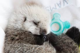 Get the chance to book your visit starting next week on aug 16 2021. Vancouver Aquarium On Twitter Hey Harrison We Love All The Animals On The List But Don T You Think Rescued Sea Otter Pup Hardy Should Be At The Top Seaotter Fans 3 If