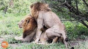 Strange! Male Lions Make Love To Each Other - YouTube