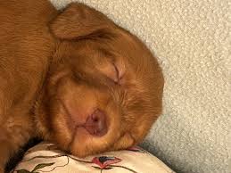 Image result for maďarský ohař drátosrstý