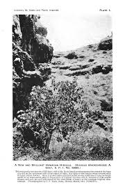 Image result for Ochna leptoclada