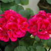 Just as you'd expect with despite their delicate appearance, these flowers are fairly resistant to deer damage. Https Encrypted Tbn0 Gstatic Com Images Q Tbn And9gcsavj Afntkvbbblw1ue Zuj5e Edqjbvleqh5a3eu Usqp Cau
