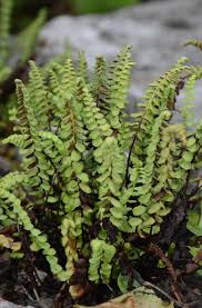 Image result for Asplenium stuhlmannii