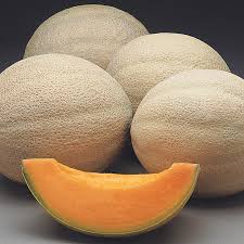Cantaloupes are ready to harvest when the stem slips easily from the fruit with slight pressure. Athena Hybrid Cantaloupe Gurney S Seed Nursery Co