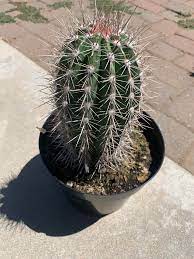 The plant will spawn saguaro fruits on its sides after rainfall. Just Got A False Saguaro Cactus Adding To The Collection Is Always Fun Picturethisplant