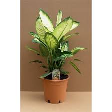Find 175mm Dieffenbachia Dumb Cane At Bunnings Warehouse Visit Your Local Store For The Widest Range Of Garden Products Cactus Plants Warehouse Home Greenery