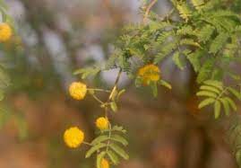 One Dollar Seed Store Greenhouse Gardening Seeds Greek Flowers