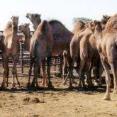 Several ways to extend the another way to extend langton's ant is to add more colors, and more rules. Camel Business Queensland