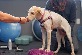 After several years with columbia pike animal hospital, we wouldn't want to take our pets anywhere else! How Do I Find Vets Near Me Harmony Animal Hospital