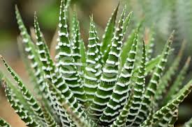 Aloe barbadensis miller is known to all by the name of aloe vera. Aloe Vera Cactus Close Up Stock Photos Freeimages Com