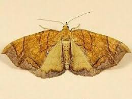 Image result for Dignathia gracilis