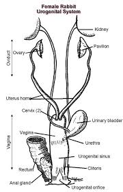 female rabbit doe urogenital system and reproductive