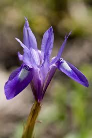 Image result for Moraea schimperi