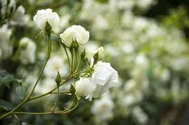 Maybe you would like to learn more about one of these? 10 Great Shrubs That Bloom With White Flowers
