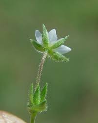 Image result for Cliffortia serpyllifolia