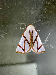 Image result for Teleiodes sequax