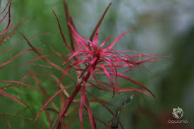 Image result for Rotala mexicana