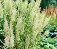 Pin Pa My Garden Wish List