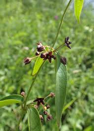 Image result for Vincetoxicum sylvaticum