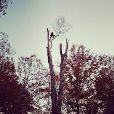 Bruce's tree service is a cut above the rest! Hsc Tree Services Tree Services 1616 S Fayetteville St Asheboro Nc Phone Number