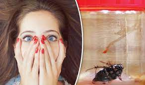 Tingling Nose Turned Out To Be Cockroach Living In A Woman S Head Weird News Express Co Uk