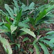 Cardamome Brune Graines D Amomum Subulatum Graine Brun Jardins