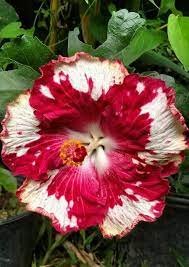 Hibiscus Flower Classification Hibiscus Hibiscus Plant Growing Hibiscus Hibiscus Tree