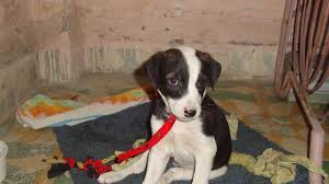 The indian pariah dog, also known as the indian native dog or indog, south asian pye dog and desi dog, is a landrace of dog native to the indian subcontinent. Indian Pariah Dog Puppies For Sale Alderson Wv 105670