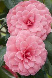 Camellia Japonica Beautiful Flowers Pictures Botanical Flowers Camellia Flower