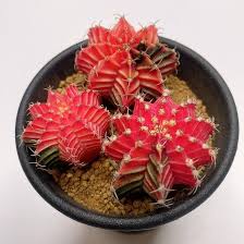 Image result for Cyclantheropsis parviflora