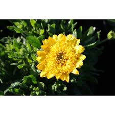 Image result for foto Osteospermum