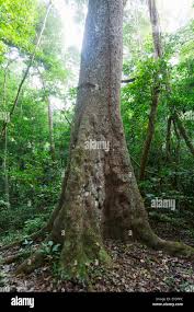 Image result for Khaya anthotheca