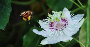 Honey bees can't utilize red clover. Native Honey Bees Of Southeast Asia And Conservation Challenges Heinrich Boll Foundation Southeast Asia Regional Office