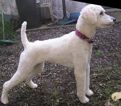 Mini poodle health & feeding. Short Poodle Cuts Novocom Top