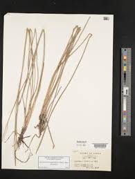 Image result for Eleocharis acutangula