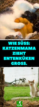 Als Sie Diese Katze Aus Dem Stroh Heben Hangt An Ihr Etwas Das Niemand Erwartet Hatte Katze Enten Mutter Katzen Tiere Niedliche Katzchen