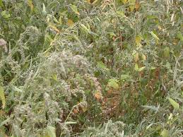 Image result for Atriplex patula